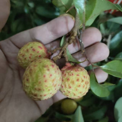 观音绿
