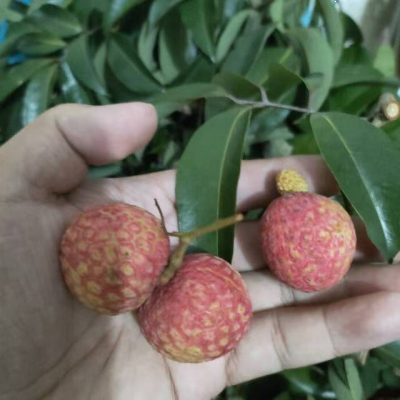 御金球-斗门地理地标产品-斗门荔枝