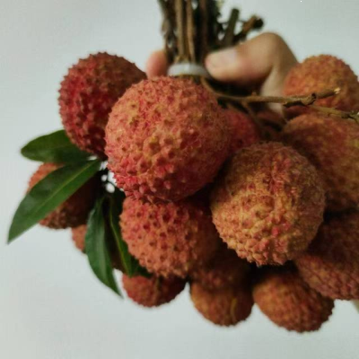 桂味