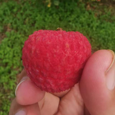 冰荔